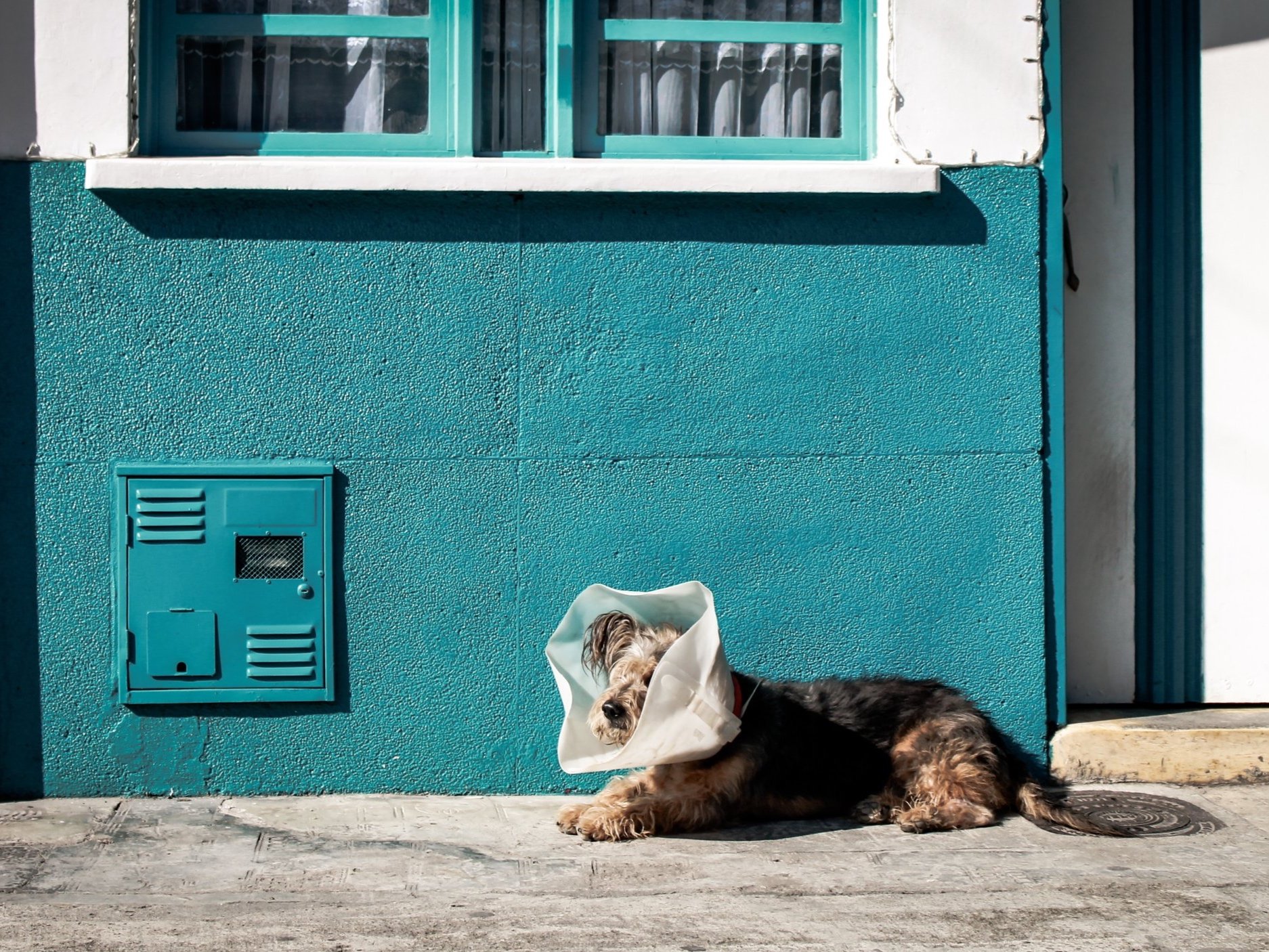 Quanto ci costa il veterinario?