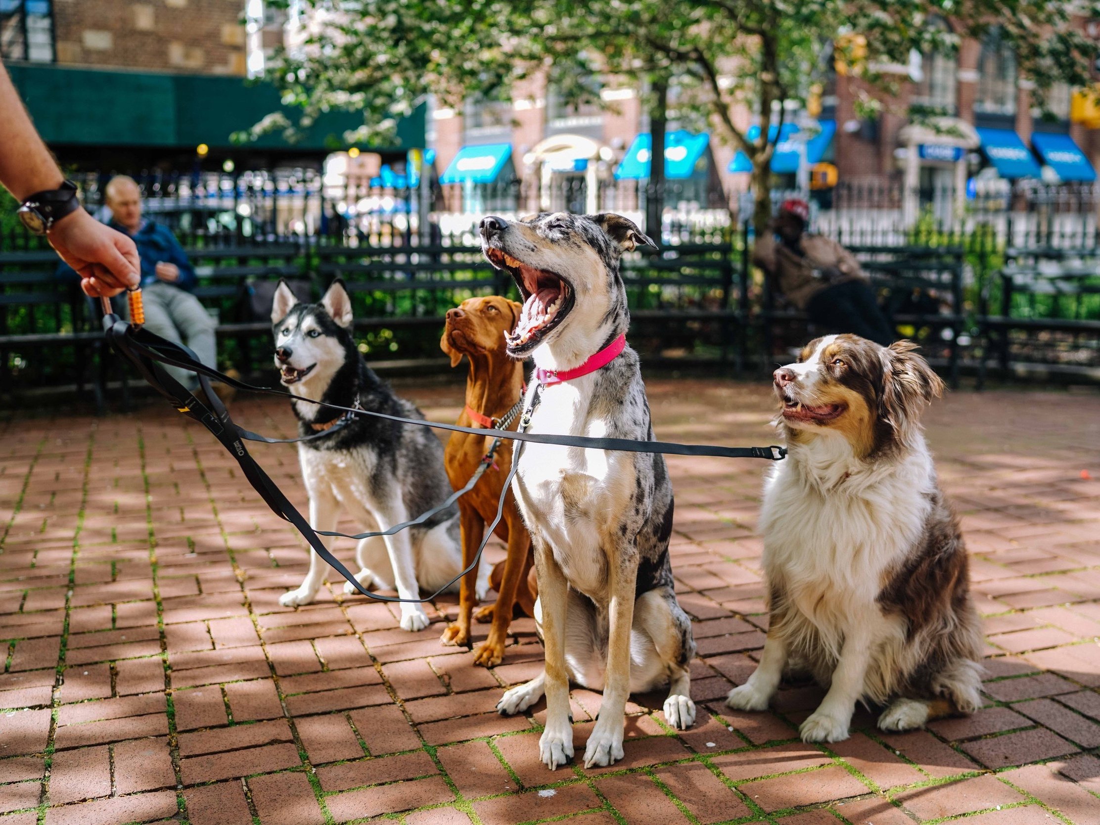Risparmiare con il pet-sharing