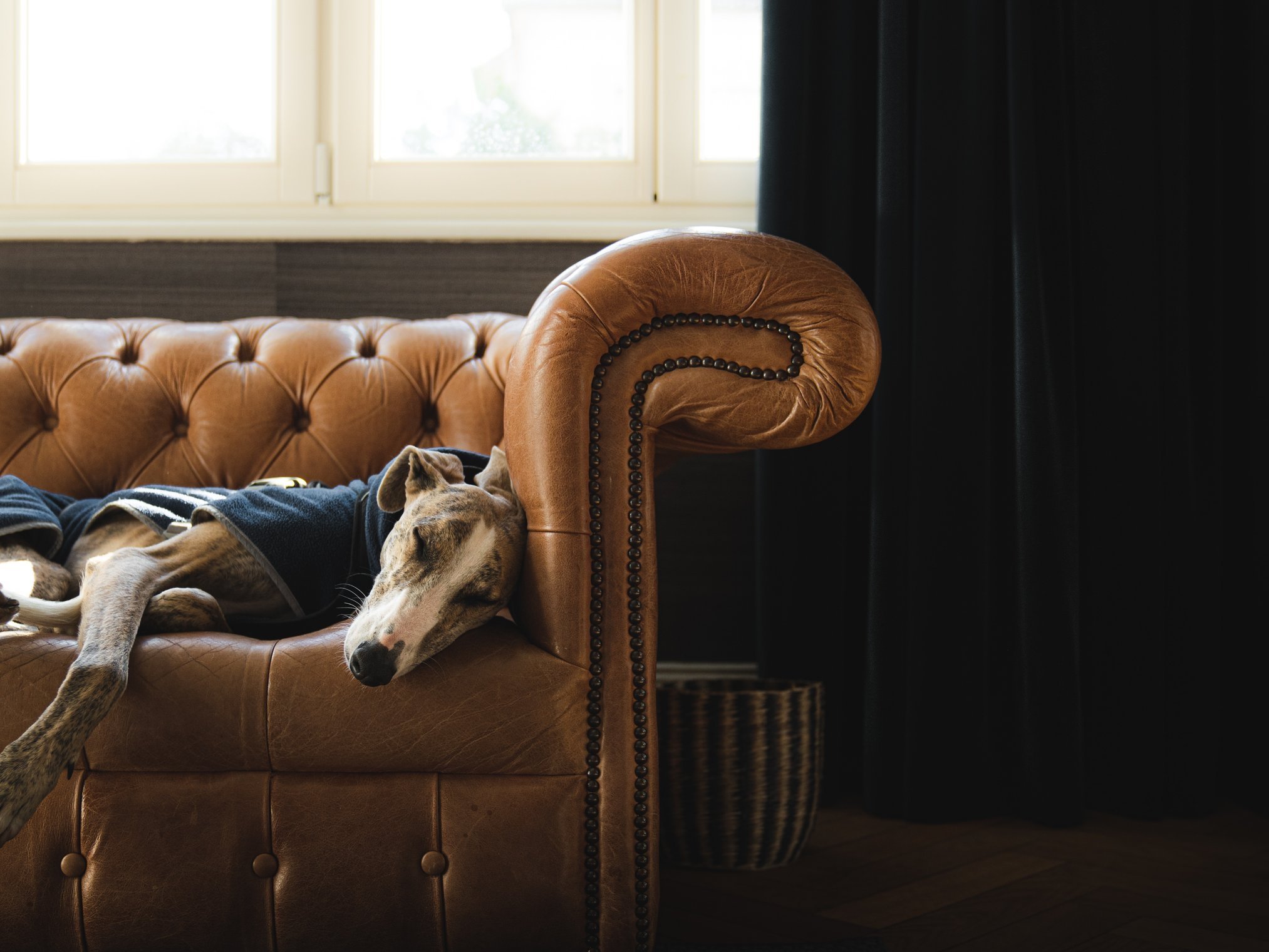 Quanto costano le assicurazioni per gli animali domestici?