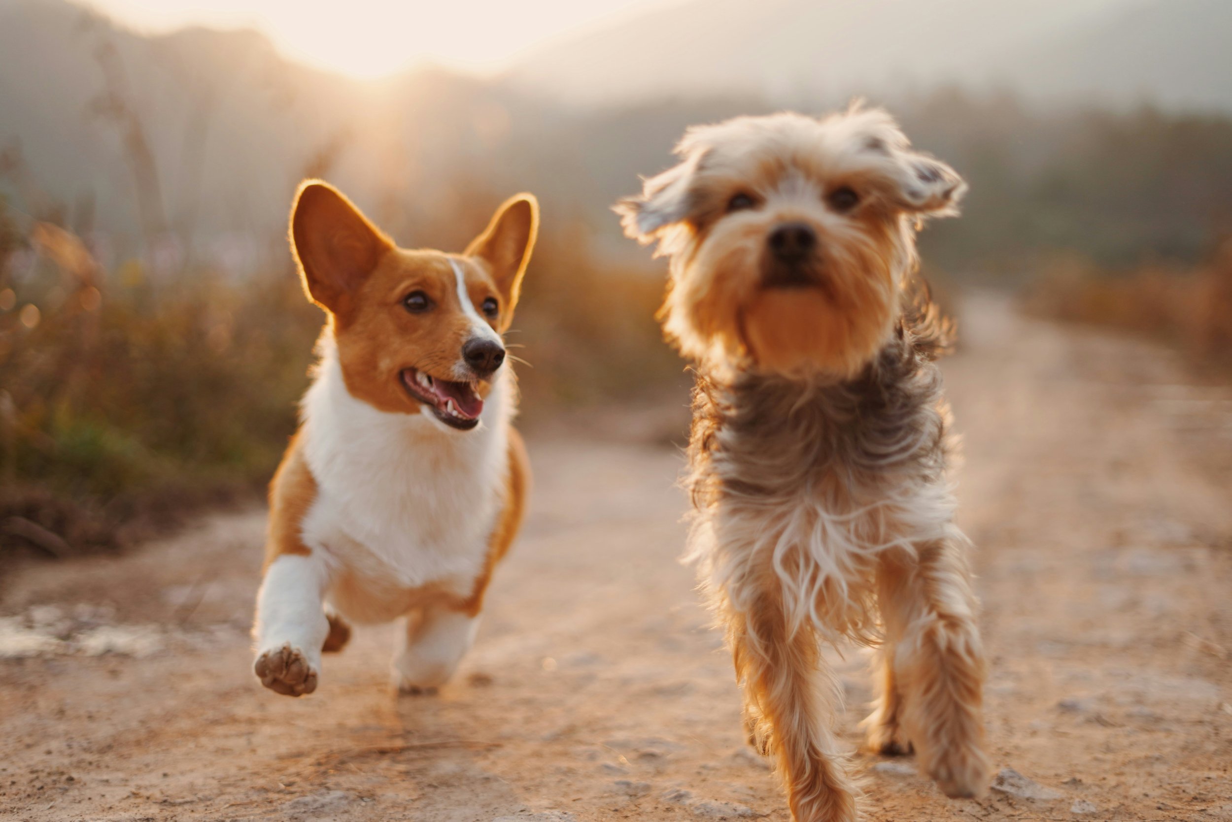 Come risparmiare sui farmaci veterinari