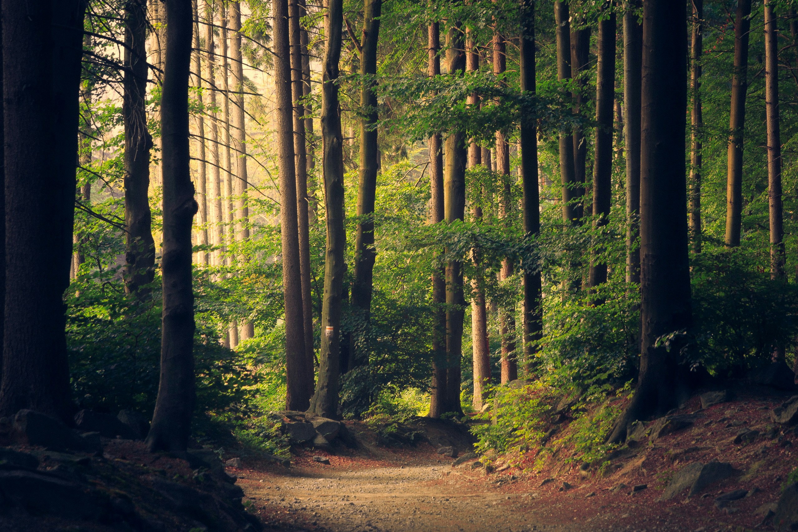 Quanto ci costa vivere lontano dalla natura (e perché non lo vediamo in bilancio)
